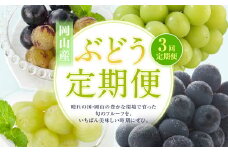 【3回定期便】 マスカットオブアレキサンドリア ニューピオーネ 晴王 【2026年7月上旬より順次発送開始】 葡萄 ブドウ ぶどう フルーツ 果物 ギフト 国産 岡山県産