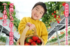 完熟いちご狩り 招待券(1名様分)_BASE101% NISHIAWAKURA  M-zz-A07A
