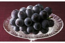ニューピオーネ 1.2kg （2～3房） 【2025年8月下旬～2025年9月下旬発送予定】 ／ ぶどう 葡萄 果物 果実 フルーツ 種なし 大粒 甘味 岡山県 美咲町 冷蔵