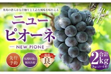 ニューピオーネ（良） 2kg ぶどう 葡萄 フルーツ 果物 岡山県 岡山県産 2025年 先行予約 【2025年9月上旬-9月下旬発送予定】