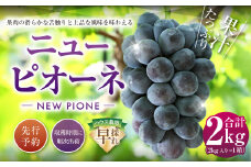 ニューピオーネ 2kg 早採れ（ハウス栽培） ぶどう 葡萄 フルーツ 果物 岡山県 岡山県産 2025年 先行予約 【2025年7月上旬-7月下旬発送予定】