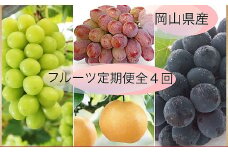 【果物定期便4回】 （ニューピオーネ ・ 晴王 ・ 紫苑 ・ あたご梨） 【2025年9月上旬より発送開始】 ／ 4回 葡萄 ぶどう マスカット シャインマスカット 梨 なし 果物 果実 フルーツ 旬 定期便 岡山県 美咲町 冷蔵 常温