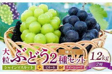 大粒 ぶどう 2種 セット シャインマスカット他 2房 計約1.2kg 【2025年10月上旬～12月上旬発送予定】 ／  シャインマスカット マスカット 葡萄 ブドウ 種無し 種なし
