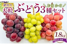 訳あり 大粒 ぶどう 3種 セット 3～4房 計約1.8kg シャインマスカット・ピオーネ等 おまかせ 【2025年10月上旬～12月上旬発送予定】 ／  マスカット ピオーネ 葡萄 ブドウ 種無し 種なし