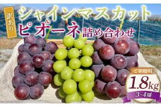 訳あり シャインマスカットとピオーネ 詰合せ 3～4房 計約1.8kg ご家庭用 【2025年10月上旬～12月上旬発送予定】 ／ マスカット ピオーネ 葡萄 ブドウ 種無し 種なし