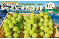 訳あり シャインマスカット 2～4房 計約1.5kg ご家庭用 【2025年10月上旬～12月上旬発送予定】 ／ マスカット 葡萄 ブドウ 種無し 種なし