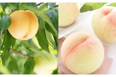 岡山白桃 ロイヤル 3玉 約800g 【2025年7月上旬～7月下旬発送予定】 ／ 白桃 桃 もも モモ