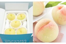 【ご家庭用】 岡山白桃 晩生 4～5玉 計約1.2kg 【2025年8月下旬発送予定】 ／ 白桃 桃 もも モモ