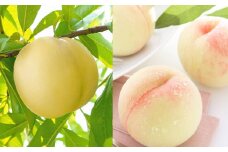岡山白桃 晩生 ロイヤル 3玉 約800g 【2025年8月下旬発送予定】 ／ 白桃 桃 もも モモ