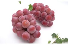 クイーンニーナ 2～3房 計約1.1kg 【2025年9月上旬～10月下旬発送予定】 ／ 葡萄 ブドウ 種無し 種なし