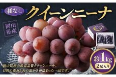 【種なし】 岡山県産 クイーンニーナ 1kg箱（2房入り） 【2025年8月下旬～9月上旬発送予定】 ／ ぶどう ブドウ 葡萄 大粒 種なし 種無し フルーツ 果物 くだもの 果実