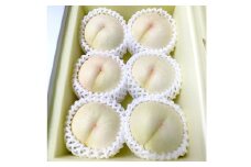 【先行予約】 希少品種の岡山の白桃 ・ 甘甘燦燦 1.5kg箱（約4個～6個） 【2025年9月発送予定】 ／ 桃 もも モモ はくとう あまあまさんさん 果物 くだもの フルーツ デザート 冷蔵
