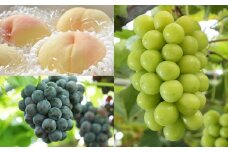 【3回定期便】岡山県産 フルーツ定期便コース （白桃 ・ ニューピオーネ ・ 晴王） 【2025年7月上旬発送開始】 ／ 3回 桃 もも 葡萄 ぶどう シャインマスカット マスカット 果物 果実 フルーツ 旬 定期便 岡山県 美咲町 冷蔵