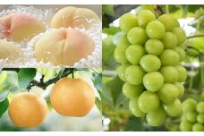 【3回定期便】岡山県産 フルーツ定期便コース （白桃 ・ シャインマスカット 晴王 ・ あたご梨） 【2025年7月上旬発送開始】 ／ 3回 桃 もも マスカット 葡萄 ぶどう 梨 なし 果物 果実 フルーツ 旬 定期便 岡山県 美咲町 冷蔵 常温