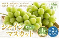 【定期便3回】 ［種なし］ 岡山県産 シャインマスカット 1kg箱（2房入り） 【2025年10月下旬発送開始】 ／ ぶどう ブドウ 葡萄 大粒 種なし 種無し フルーツ 果物 くだもの 果実