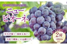 岡山県産 ニューピオーネ 2房 （1房600g以上） 化粧箱入り 【2025年8月下旬～10月上旬発送予定】 ／ 葡萄 ぶどう 果物 果実 フルーツ 種なし 岡山県 美咲町 冷蔵