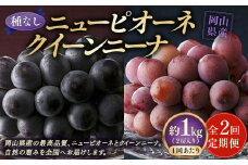 【定期便2回】 ［種なし］ 岡山県産 ニューピオーネ ・ クイーンニーナ 1kg箱（2房入り） 【2025年8月下旬発送開始】 ／ ぶどう ブドウ 葡萄 大粒 種なし 種無し フルーツ 果物 くだもの 果実
