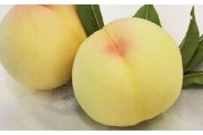 板野名人がつくる 岡山県産 清水白桃 《 贈答用 》 1箱［約1.4kg（5～6玉入）］ 【2025年7月下旬～2025年8月上旬発送】 ／ 桃 もも モモ ピーチ 白桃 はくとう しみずはくとう 果物 くだもの フルーツ 果実 デザート