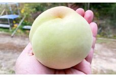 【冬の桃】 玄冬 3玉 ウインターピーチ 【2025年11月下旬から12月上旬迄発送予定】 ／ 桃 もも モモ ピーチ げんとう 冬桃がたり 冬桃 果物 くだもの フルーツ 果実 デザート