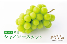 【岡山県産】 シャインマスカット 約600g 【2025年9月上旬〜11月下旬発送予定】 ／ ぶどう ブドウ 葡萄 マスカット 種なし 種無し フルーツ 果物 くだもの 果実