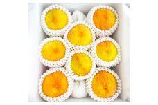 岡山県美咲町産 桃 【黄金桃】 5～8玉入り 約2kg 【2025年9月発送予定】／ マンゴーピーチ 黄桃 もも 果物 果実 フルーツ 国産 岡山県 美咲町 冷蔵