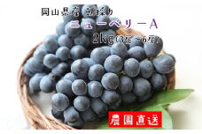 朝採り ニューベリーA 約2kg （3～6房） 【2025年8月下旬から9月下旬発送予定】 ／ ぶどう 葡萄 果物 果実 フルーツ 種なし 小粒 岡山県 美咲町 冷蔵