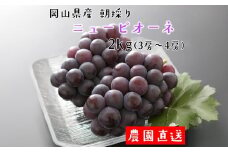 朝採り ニューピオーネ 約2kg （3～4房） 【2025年8月下旬から9月下旬発送予定】 ／ ぶどう 葡萄 果物 果実 フルーツ 大粒 岡山県 美咲町 冷蔵