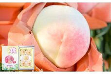 19種類の桃を育てる！ モモナピーチファームの桃 1.5kg（5～7玉） 【2025年6月上旬から10月下旬迄発送予定】 ／ 桃 もも モモ ピーチ 白桃 はくとう 清水白桃 白鳳 恋みらい 旬の桃 果物 くだもの フルーツ 果実 デザート