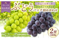 岡山県産 ぶどうパック詰合せ ※2種2パックセット （ ニューピオーネ ・ シャインマスカット ） 【2025年9月上旬～10月下旬発送予定】 ／ ぶどう ブドウ 葡萄 種なし 種無し ピオーネ マスカット 晴王 はるお フルーツ 果物 くだもの 果実