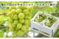 シャインマスカット 晴王 約500g×2房 （計約1kg）