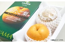 あたご梨 約750g×2玉 計約1.5kg 化粧箱 ／ 愛宕梨 梨 なし ナシ 果物  【2025年11月下旬～12月下旬発送予定】