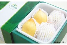 鴨梨 （ヤーリー） 3～5玉 約2kg 贈答箱 ／ 梨 なし ナシ 果物  【2025年11月下旬～12月下旬発送予定】