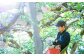 鴨梨 （ヤーリー） 5～7玉 約3kg 贈答箱