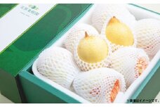 鴨梨 （ヤーリー） 6～10玉 約4kg 贈答箱 ／ 梨 なし ナシ 果物  【2025年11月下旬～12月下旬発送予定】