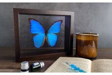 昆虫標本 Flying Morpho Butterfly（空を翔ぶ宝石） モルフォ蝶 ／ 標本箱 箱 ケース 標本 蝶 蝶々 インテリア オブジェ