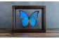 昆虫標本 Flying Morpho Butterfly（空を翔ぶ宝石） モルフォ蝶