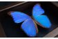 昆虫標本 Flying Morpho Butterfly（空を翔ぶ宝石） モルフォ蝶