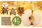 【楽天･チョイス限定】 100年続く小島農園の新高梨 約4kg 5個～6個入り