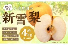 【楽天･チョイス限定】 100年続く小島農園の新雪梨 約4kg 5個～6個入り ／ 梨 なし ナシ 新雪梨 果物 果実 フルーツ 【2025年11月上旬から12月上旬頃発送予定】