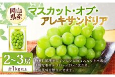 マスカット・オブ・アレキサンドリア 2～3房 （合計1.0kg以上） 【2026年8月下旬～9月下旬 発送予定】 マスカット ぶどう 葡萄 ブドウ 果物 くだもの フルーツ ギフト お取り寄せ 国産