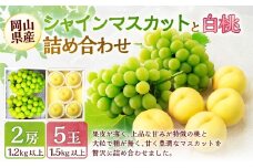 桃 ぶどう 2026年 先行予約 岡山 白桃 5玉と シャイン マスカット 2房 詰合せ 合計2.7kg以上  【2026年7月上旬～8月上旬 発送予定】 もも 葡萄 岡山県産 国産 フルーツ 果物 環山堂 くだもの お取り寄せ 贈り物 ギフト 国産