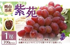 冬 ぶどう 2026年 先行予約 紫苑 1房 700g以上 【2026年10月下旬～11月下旬 発送予定】 環山堂 岡山県 葡萄 ぶどう 果物 フルーツ くだもの お取り寄せ 贈り物 ギフト 国産