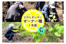 とびしまレモン苗木１本オーナー権１年間