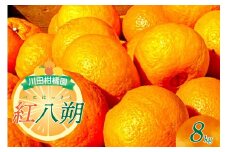 【2026年1月下旬～発送】川田柑橘園 呉市大長産 「紅八朔」８kg ku055-012-25