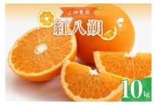 【2026年3月上旬～発送】上神農園の紅八朔 約10kg ku011-021-25