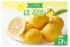【2026年2月下旬～発送】上神農園のはるか 約5kg ku011-011-25