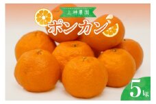 【2026年1月中旬～発送】上神農園のポンカン 約5kg ku011-007-25
