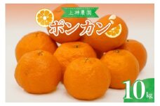【2026年1月中旬～発送】上神農園のポンカン 約10kg ku011-008-25