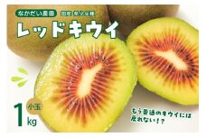 【2025年9月下旬～発送】【小玉】希少品種「 レッドキウイ 」国産 約1kg ku033-006-25