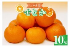 【2026年2月初旬～発送】上神農園 の 広島県産 せとか 約10kg ku011-010-25